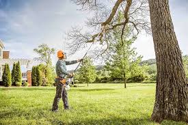 Trusted Vinita, OK Tree Services Experts