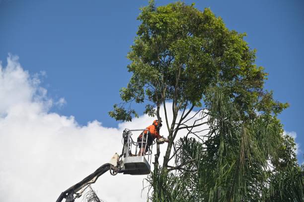 Leaf Removal in Vinita, OK