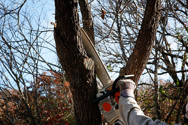 How Our Tree Care Process Works  in  Vinita, OK